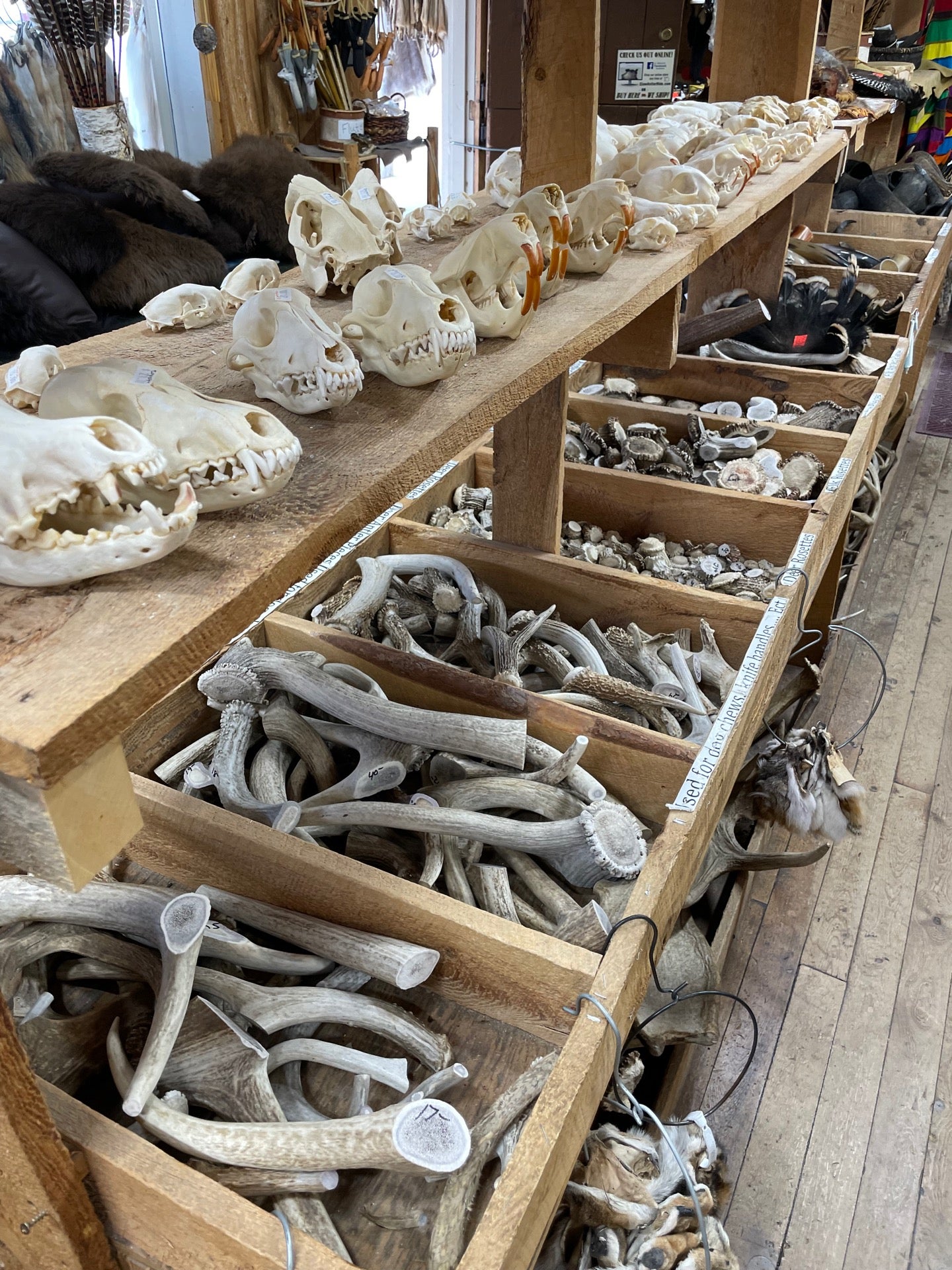 Animal Skulls — Claw, Antler & Hide Co.