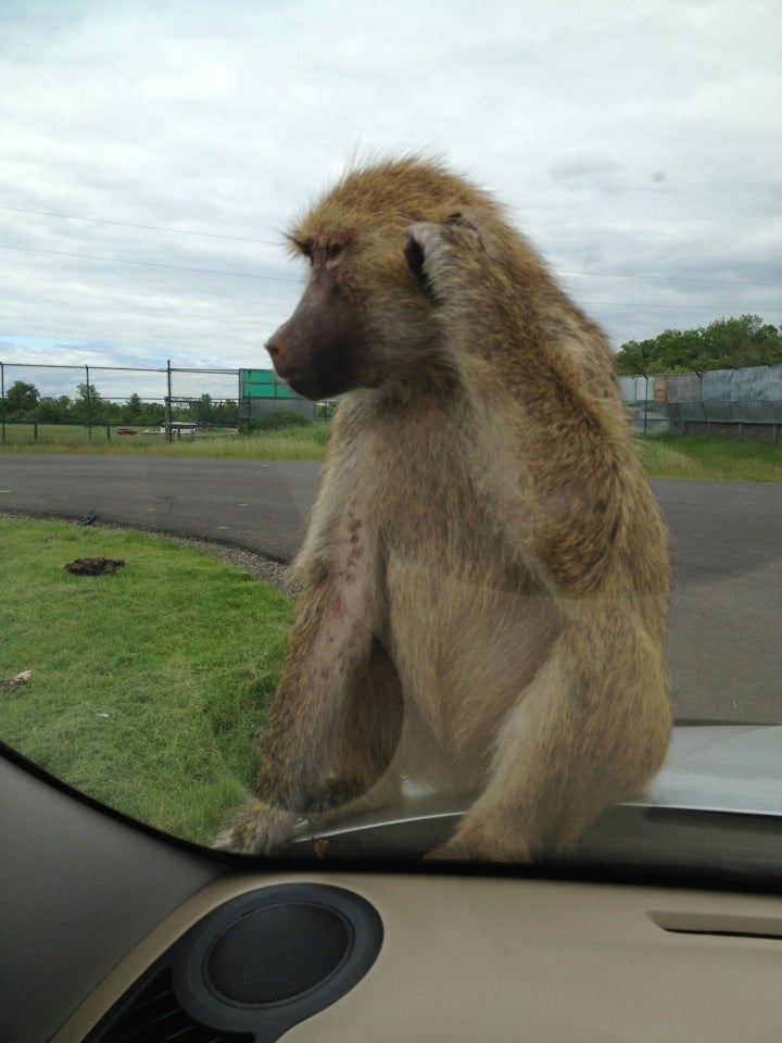 african lion safari 1386 cooper road hamilton