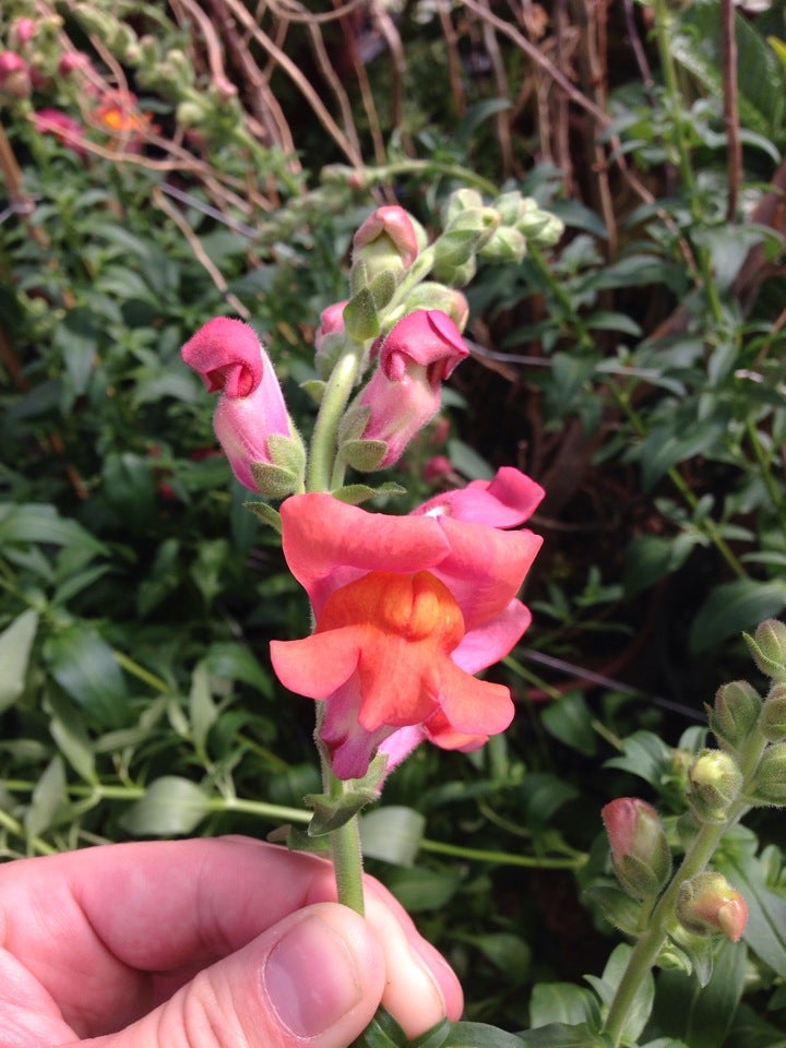 Vandersalms Flowers Kalamazoo Mi Best Flower Site