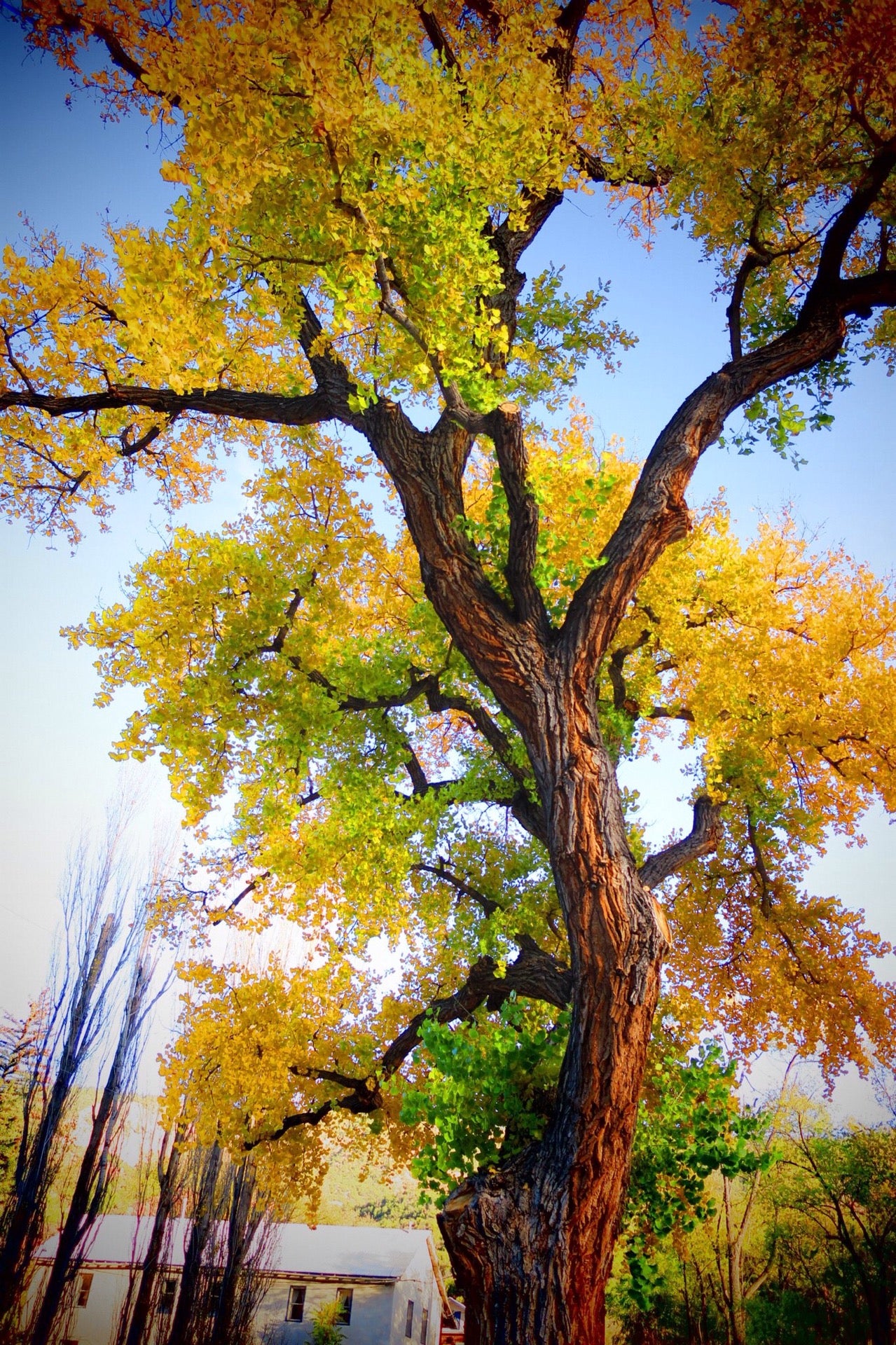 Giggling Springs Hot Springs, 40 Abousleman Loop, P.O. 60, Jemez