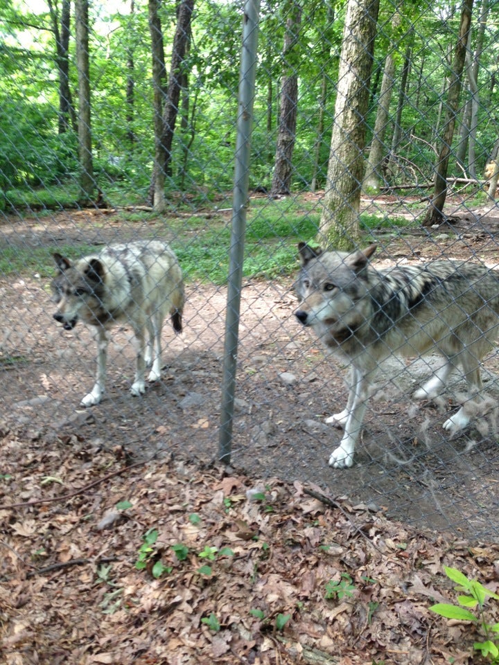 Camp Taylor & Lakota Wolf Preserve, 85 Mount Pleasant Rd, Columbia, NJ