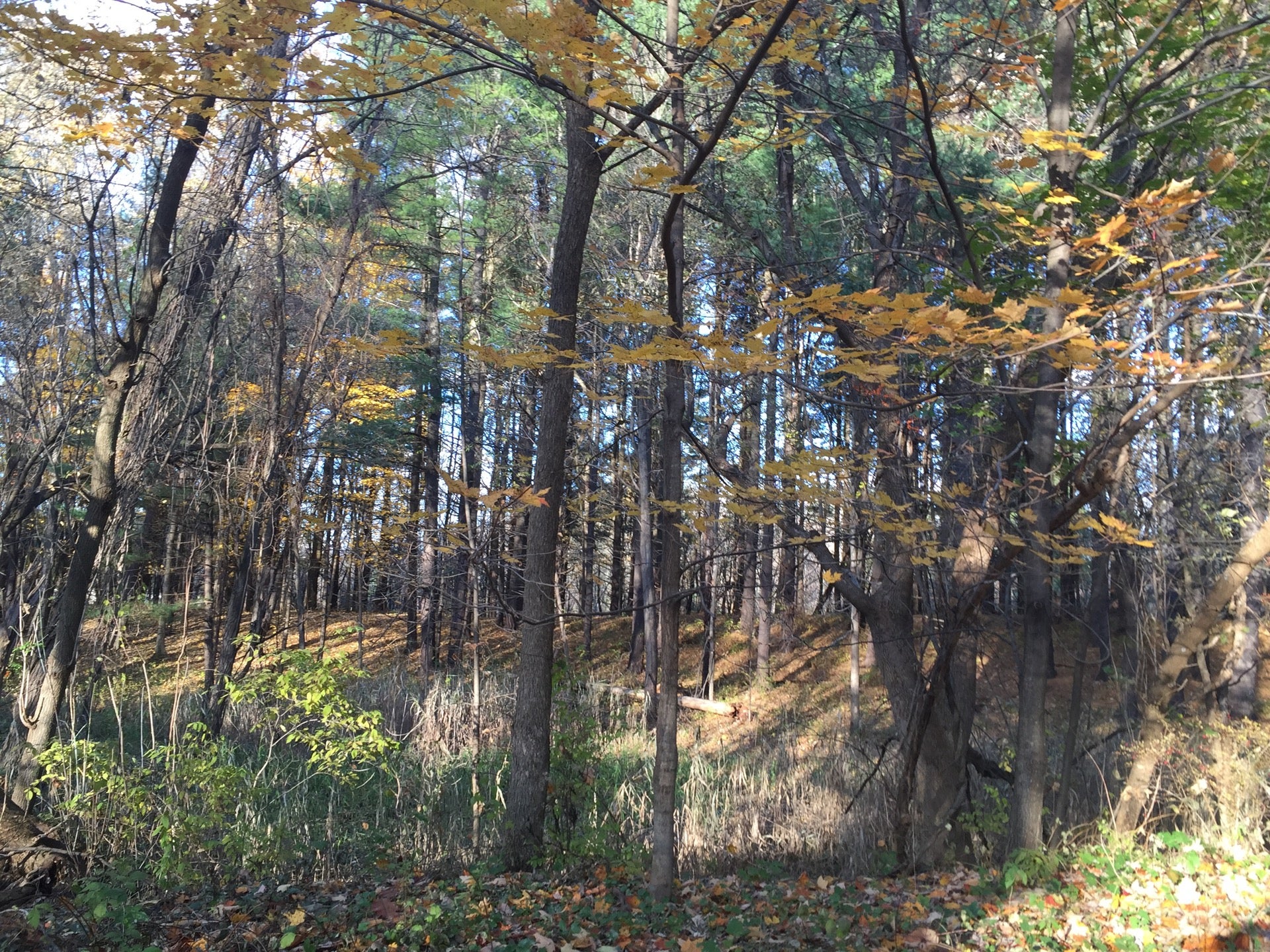 Delmar, NY Map & Directions MapQuest