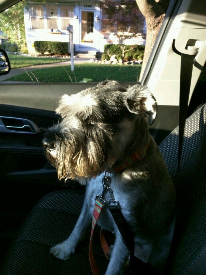 kastens dog boarding