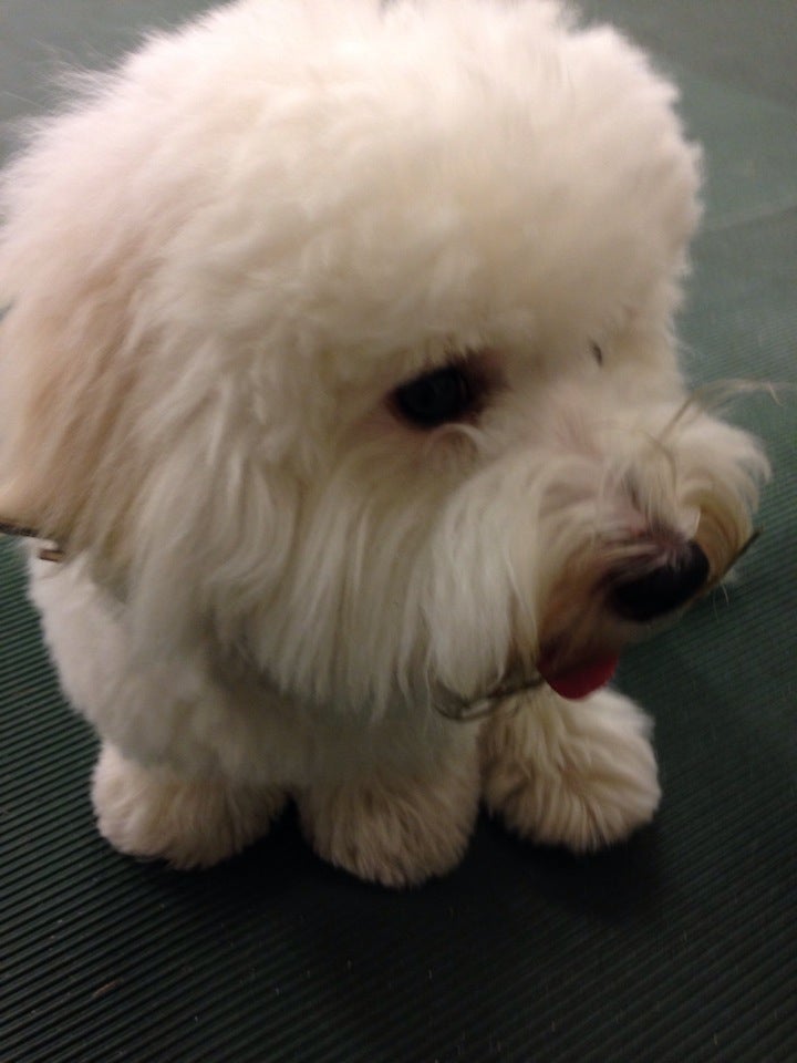 Brevard County Dog Training Club, 625 Gladiola St, Merritt Island, FL