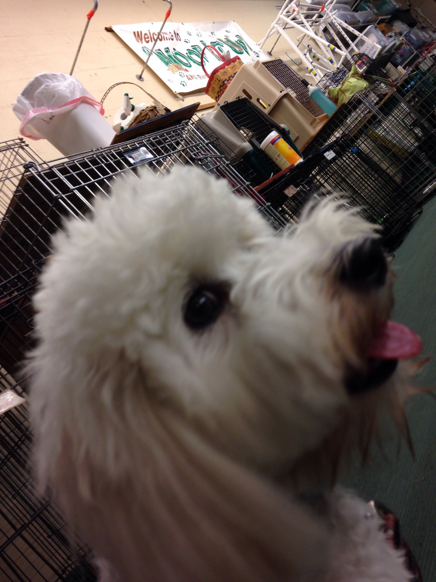 Brevard County Dog Training Club, 625 Gladiola St, Merritt Island, FL