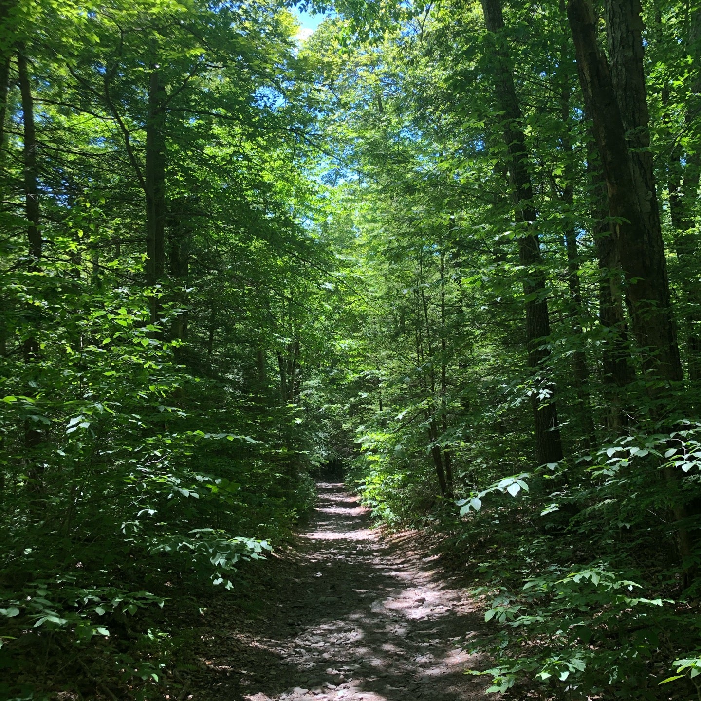 Neversink River Unique Area, Forestburgh, NY, Forest MapQuest