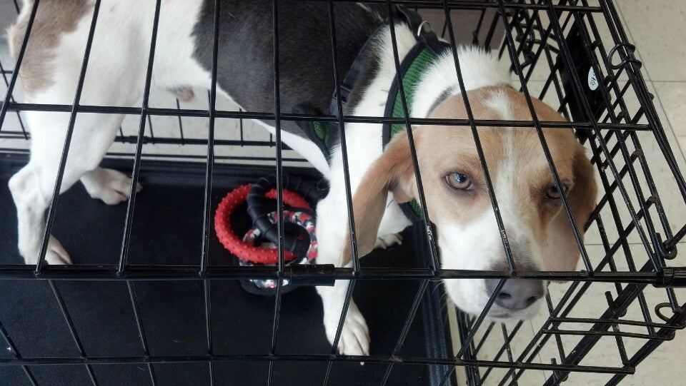 buy british blue cat