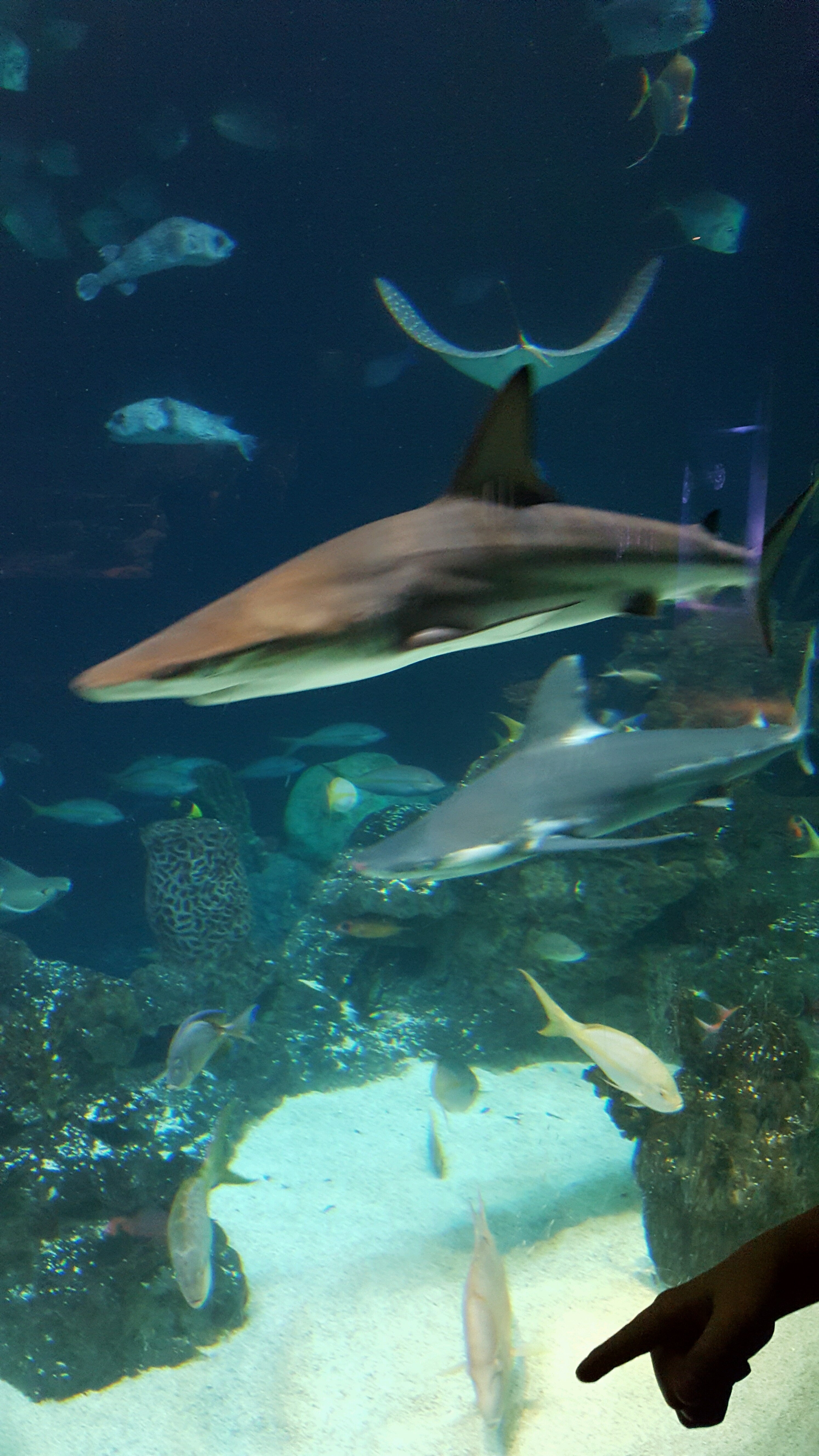 Carolina SciQuarium, 4301 Lawndale Dr, Greensboro, NC, Aquariums Public