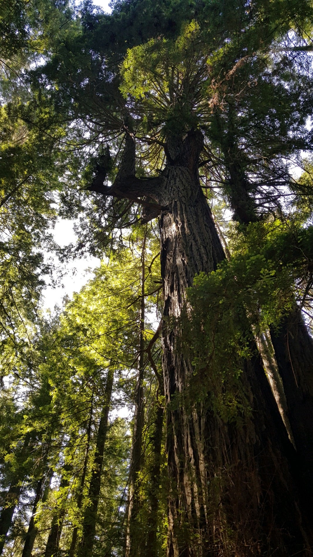 Occidental, CA Map & Directions MapQuest