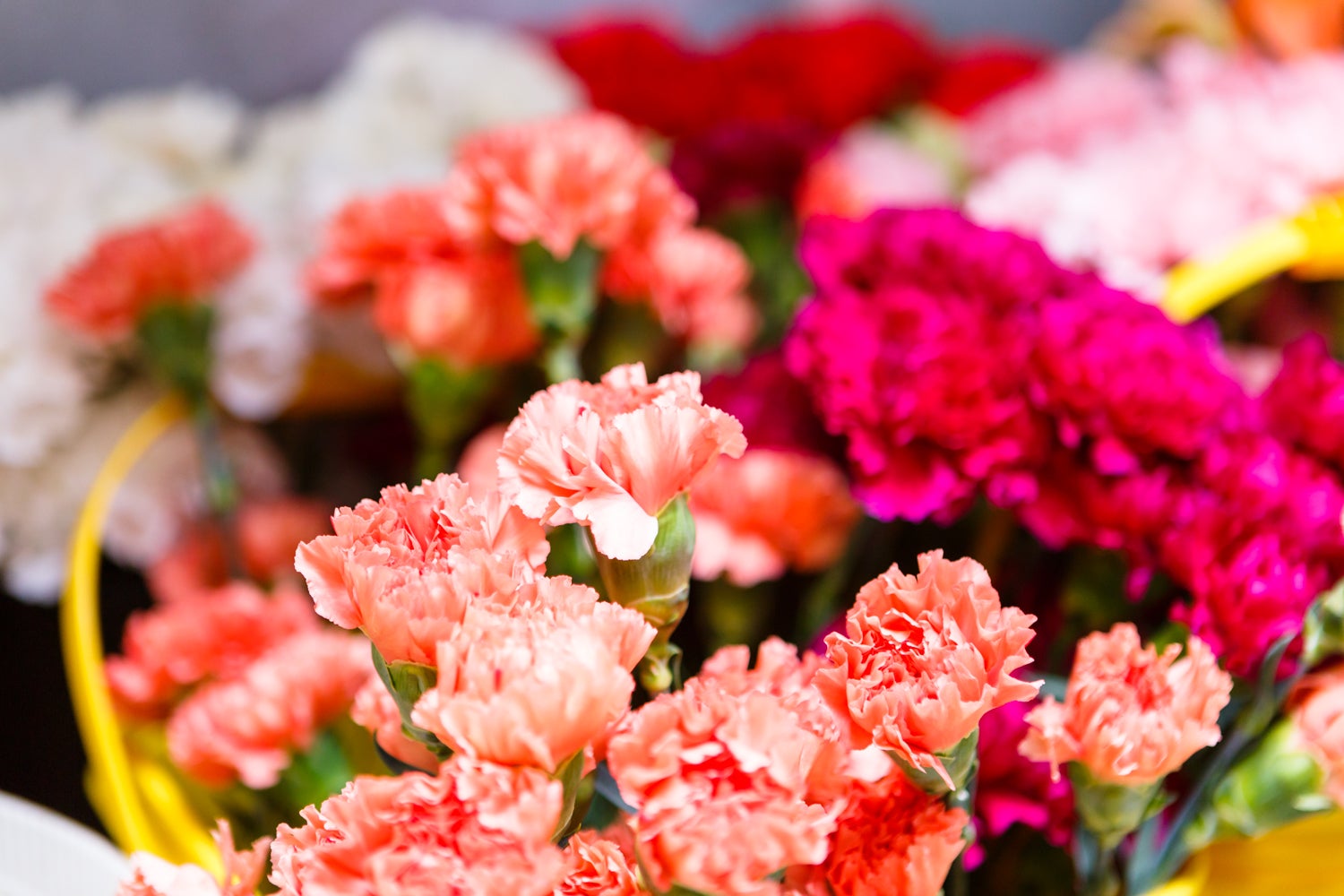 Flower Basket Inverness Florida Best Flower Site