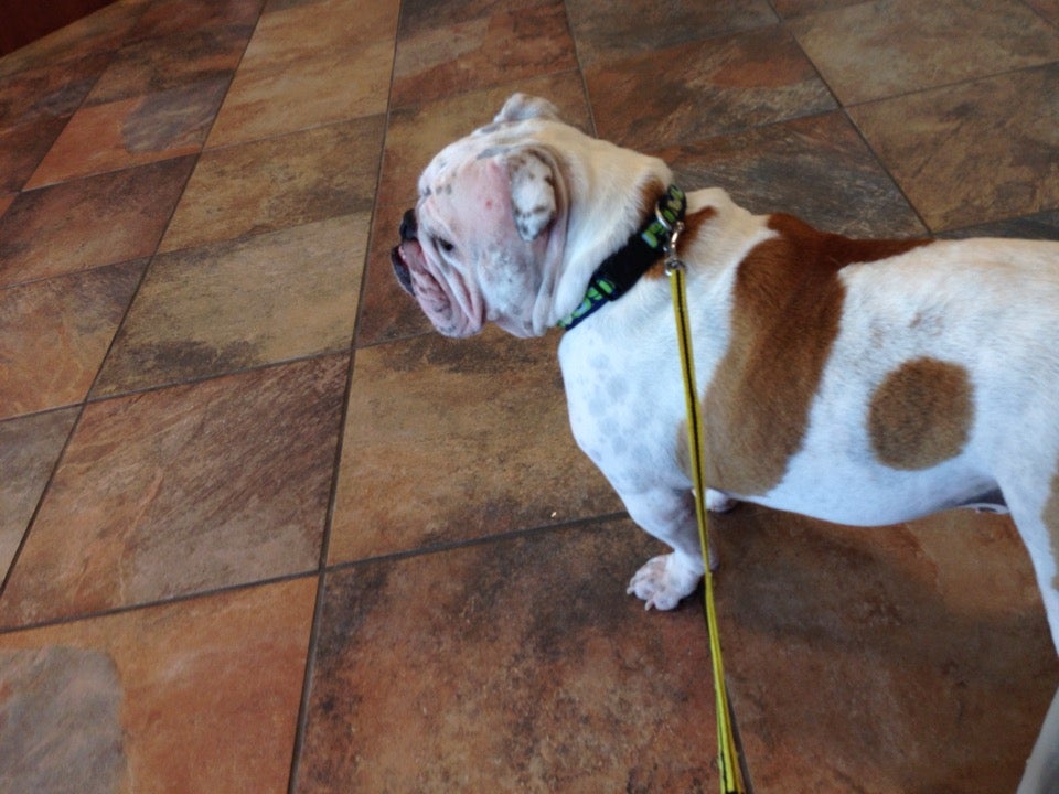 Animal Dermatology Clinic, 1453 Terrell Mill Rd SE, Suite 119, Marietta