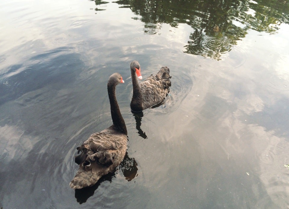 The Duck Pond, NE Blvd, Gainesville, FL MapQuest