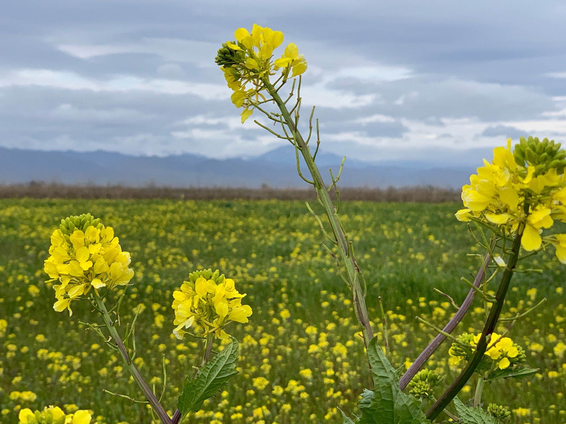 Maxwell, CA Map & Directions MapQuest