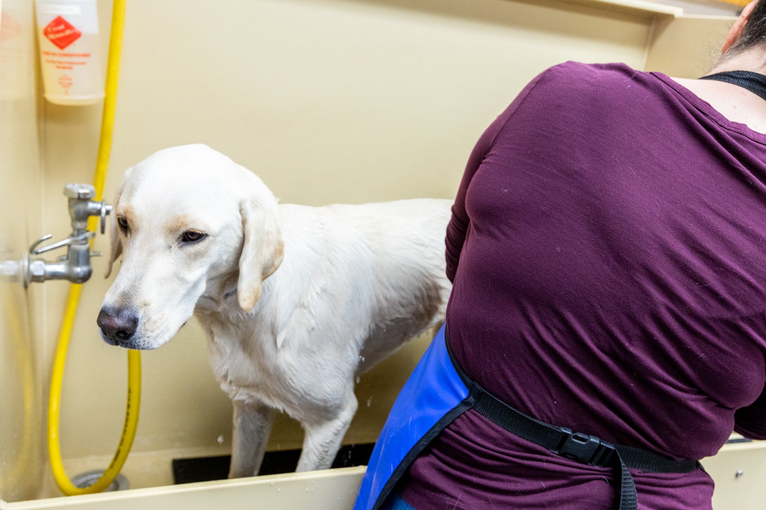 Our dog clearance wash and bakery