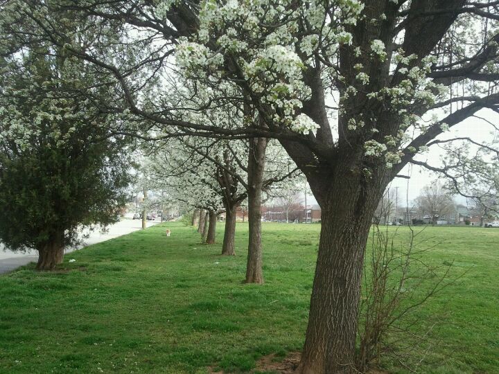 Bradford Park 2