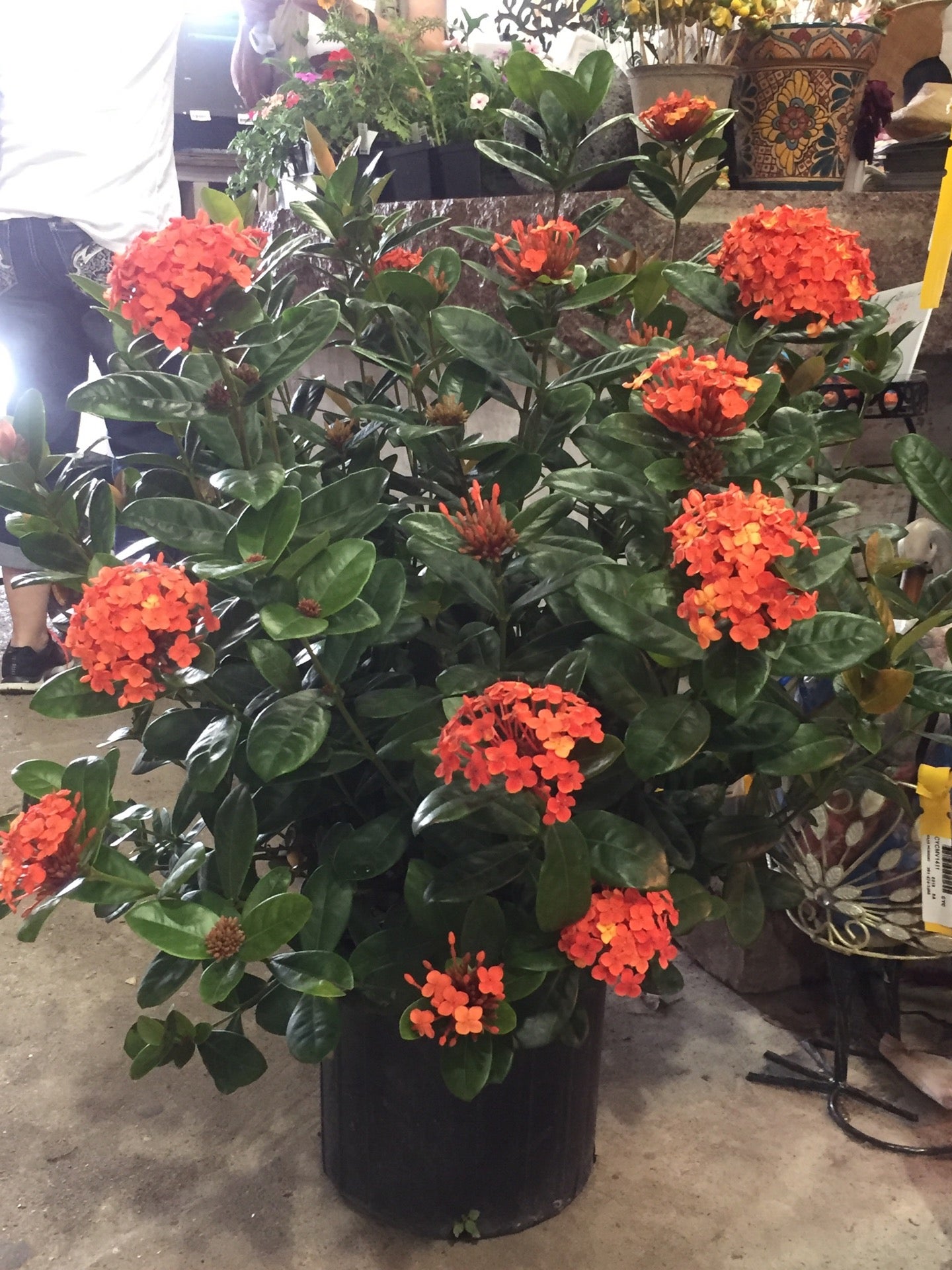 Maas Nursery, 5511 Todville Rd, Seabrook, TX, Retail nurseries - MapQuest