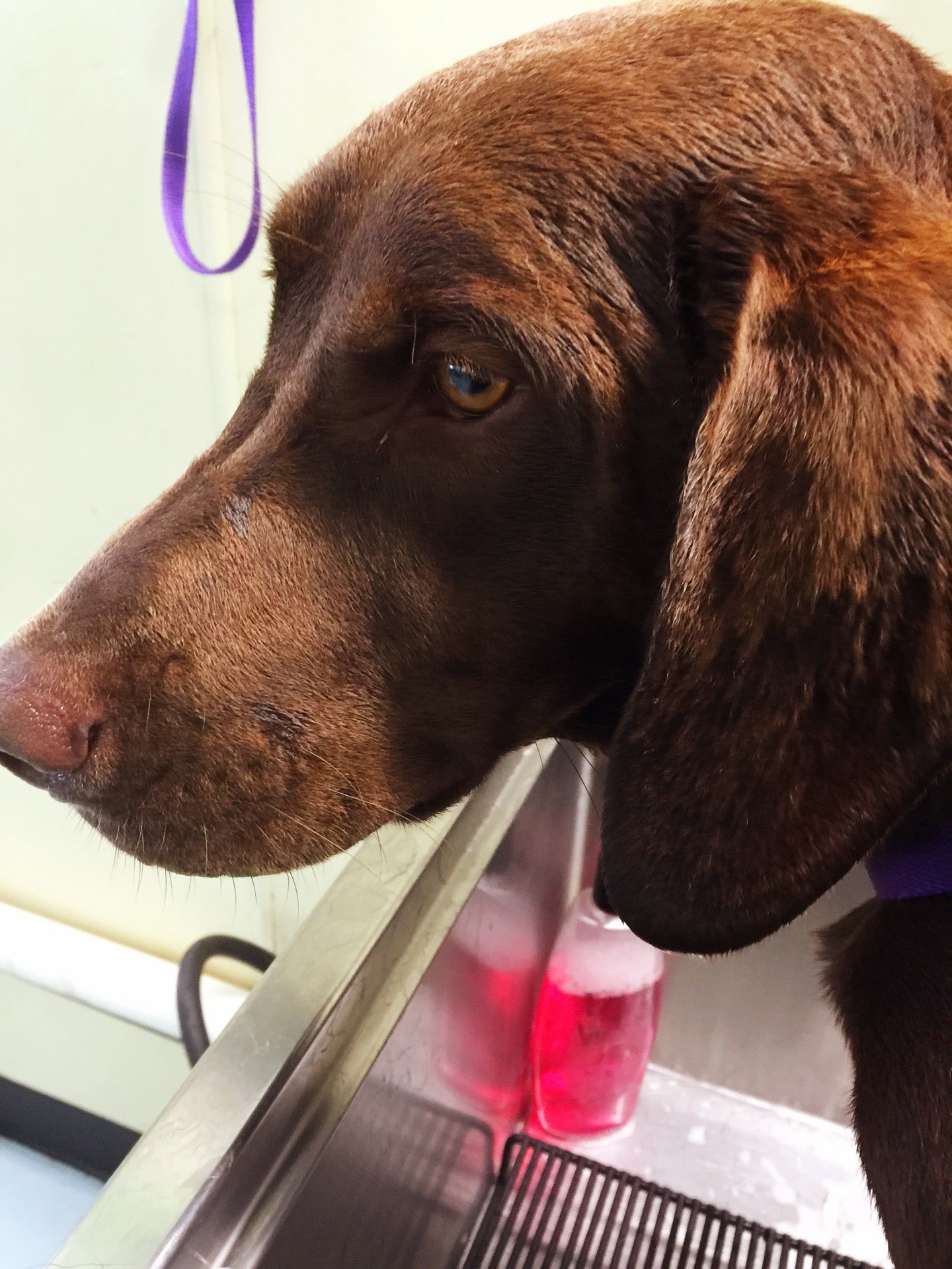 K9 Splash & Dash, 5311 Highway 5 N, Bryant, AR, Pet Training MapQuest