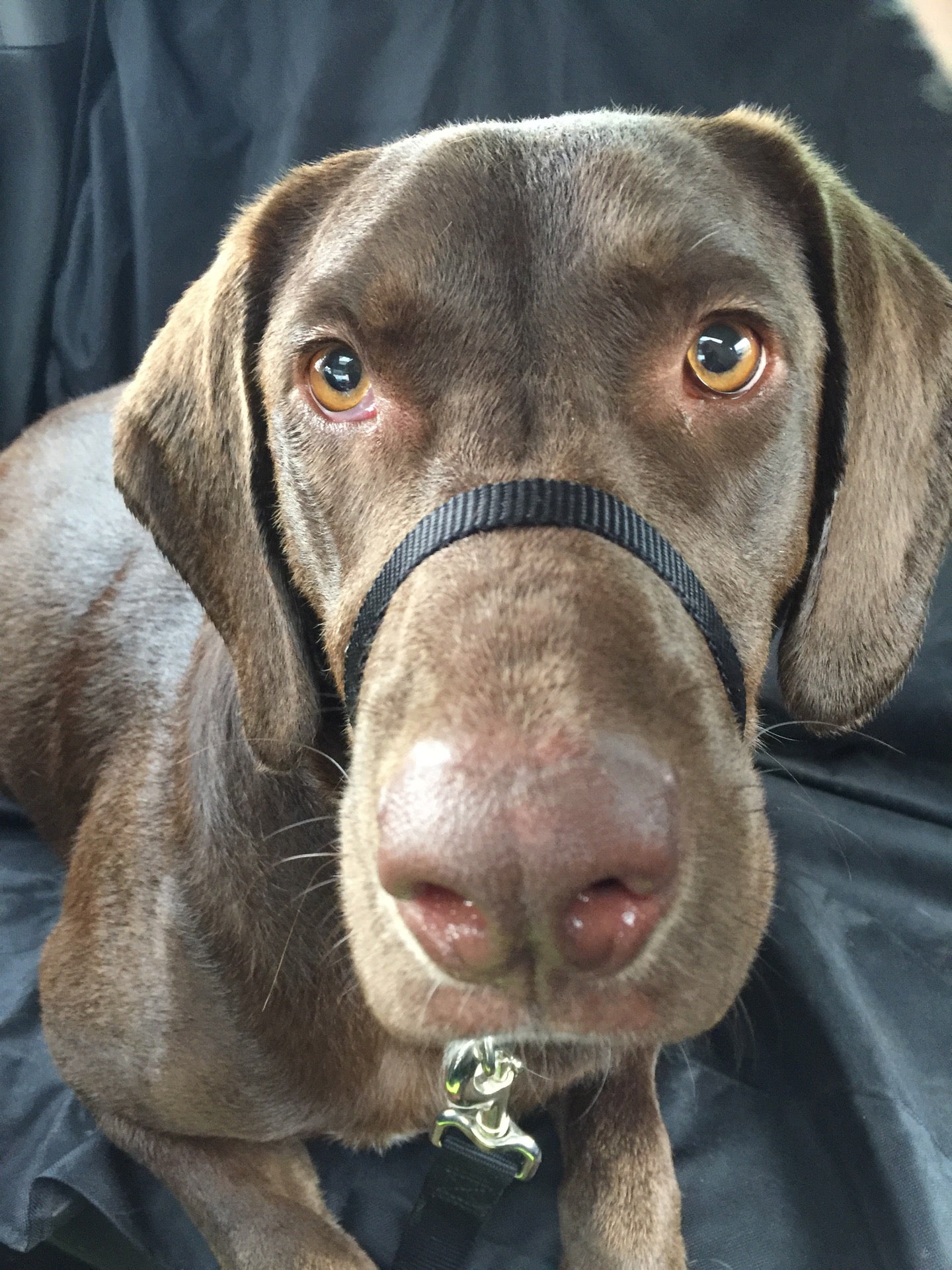 K9 Splash & Dash, 5311 Highway 5 N, Bryant, AR, Pet Training MapQuest