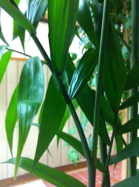 Fortune Cookie Chinese Restaurant, 1213 Vermillion St, Hastings, MN