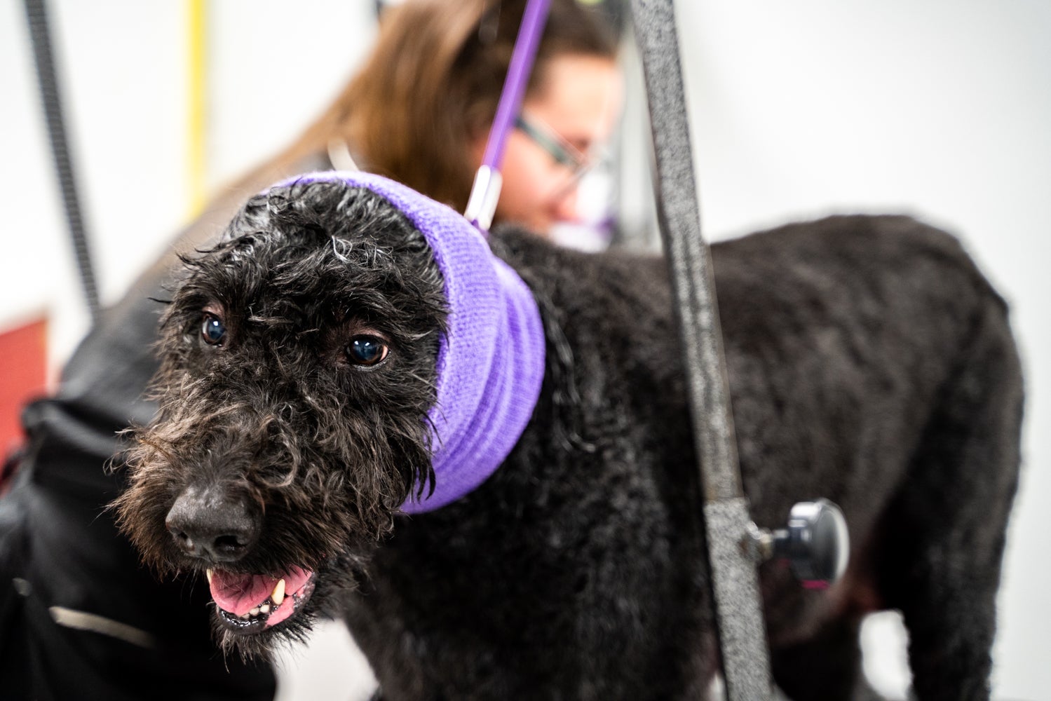 My Dog's Bakery, Daycare & Grooming, 4100 W Willow Knolls Dr, Peoria