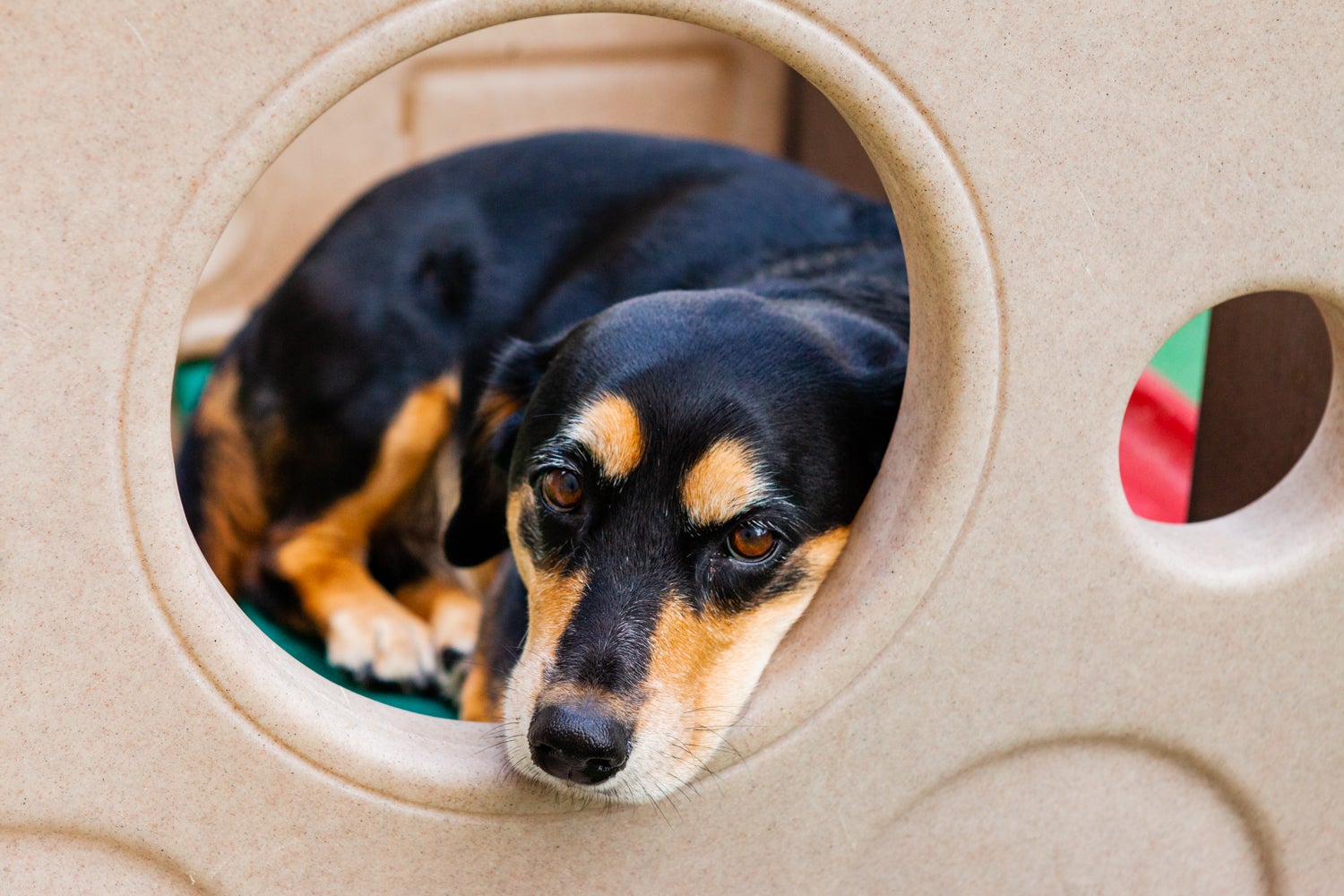 Central Bark New Orleans, 1604 Justin Rd, Metairie, LA, Pet Grooming