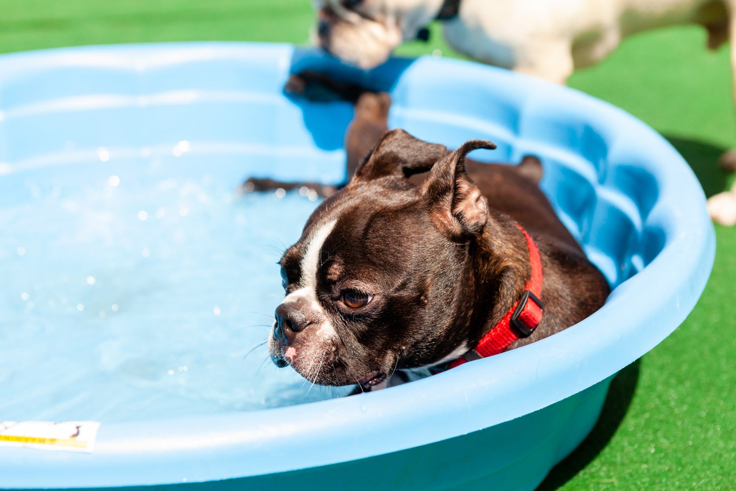 Central Bark New Orleans, 1604 Justin Rd, Metairie, LA, Pet Grooming