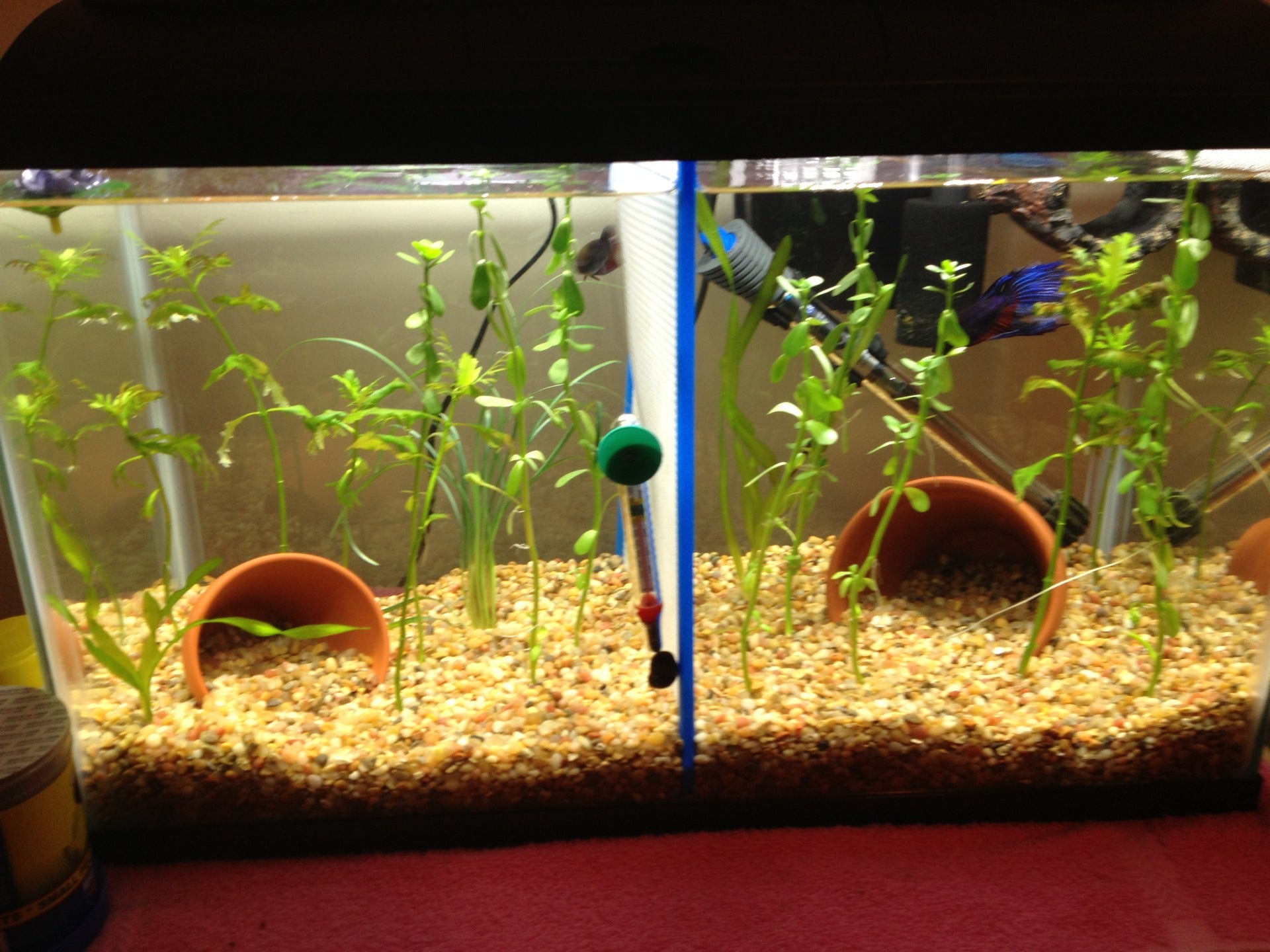 Aquarium Center, 1295 Blackwood Clementon Rd, Gloucester Twp, NJ MapQuest