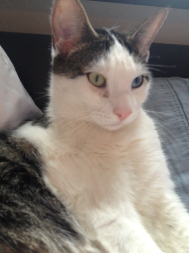 Pebblebrook Apartments, 88 Brittany Farms Rd, New Britain, CT, Residential & Commercial MapQuest