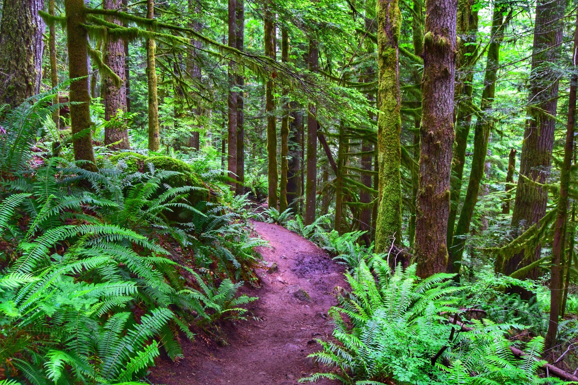 Iron Horse State Park, 19500 Cedar Falls Road SE, North Bend, WA - MapQuest