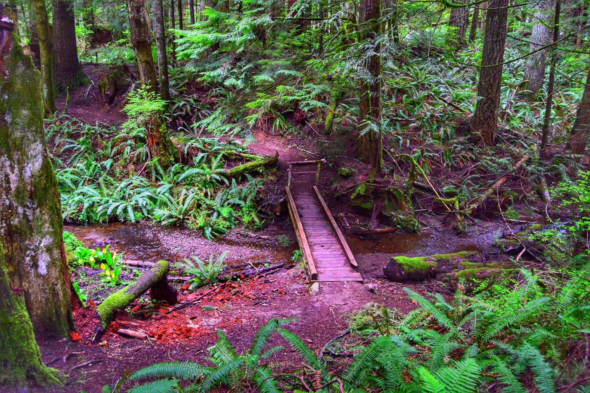 Ruth Kees Big Tree Trail, Issaquah, WA, Trail - MapQuest