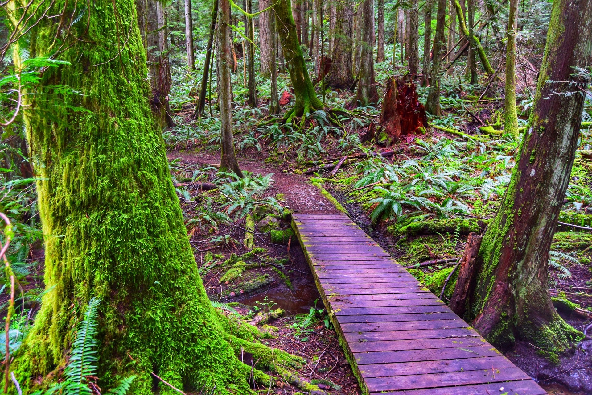 Ruth Kees Big Tree Trail, Issaquah, WA, Trail - MapQuest