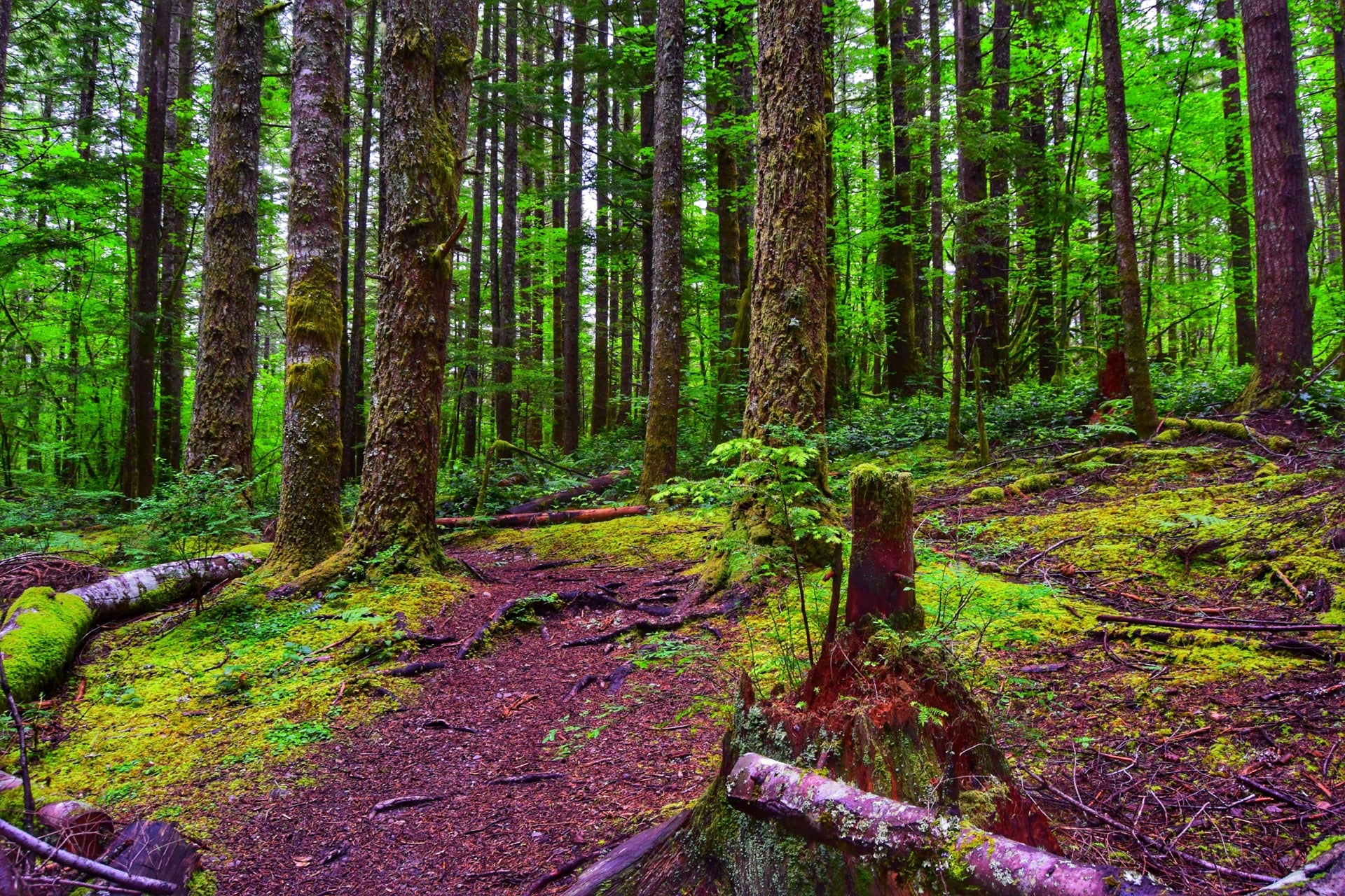 Rattlesnake Lake Recreation Area, Cedar Falls Rd SE, North Bend, WA