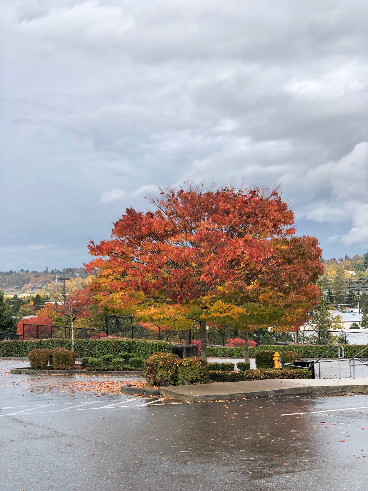 U S Citizenship And Immigration Services 12500 Tukwila International