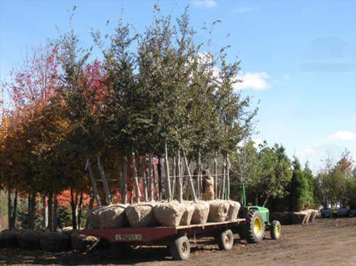 Walnut Creek Nursery, Coon Creek Rd, Marengo, IL, Garden Centers MapQuest