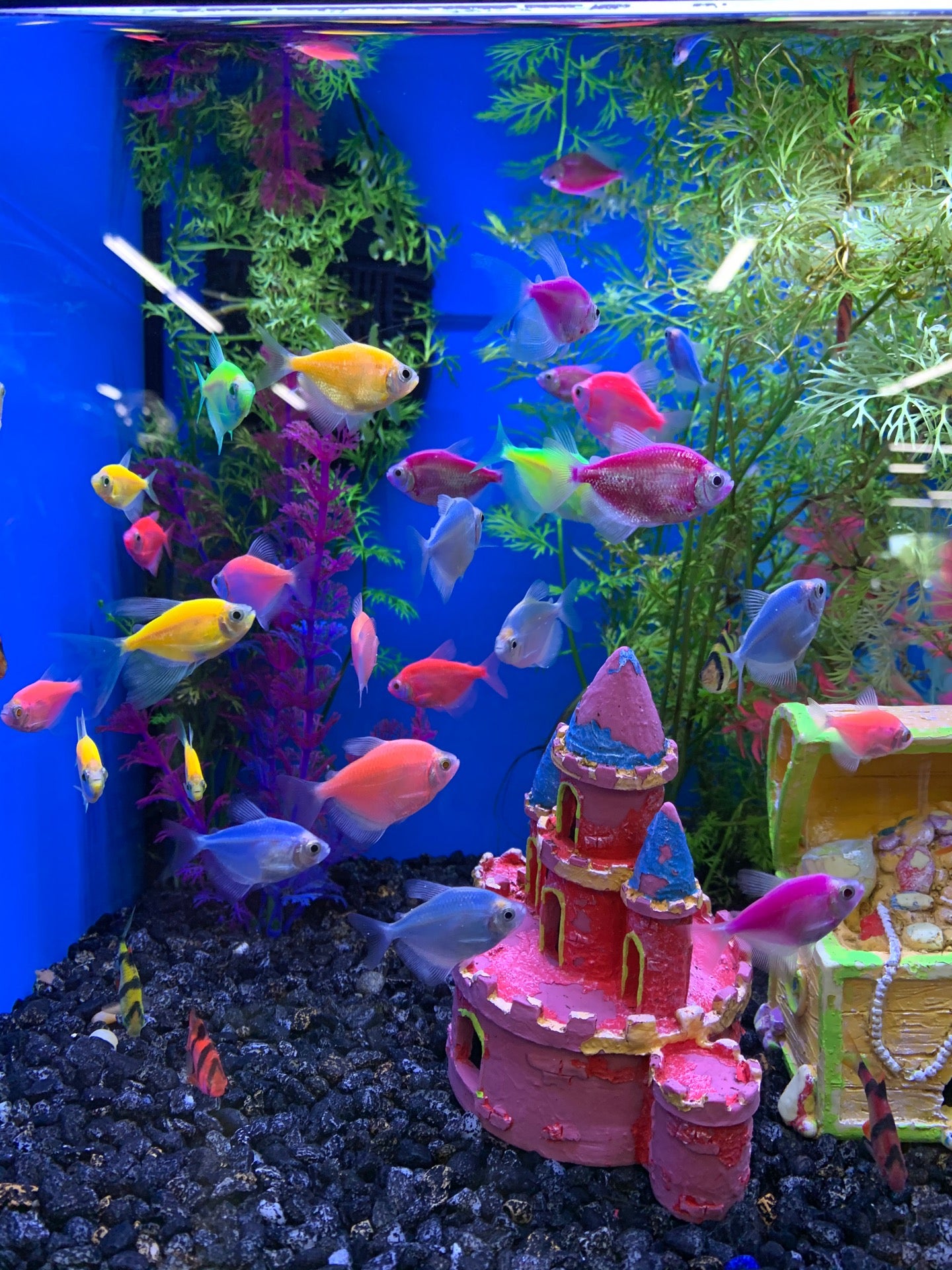 Pet supermarket outlet live fish