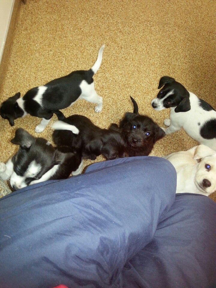 Family Pet Clinic, 2530 N Diers Ave, Grand Island, NE, Veterinarians