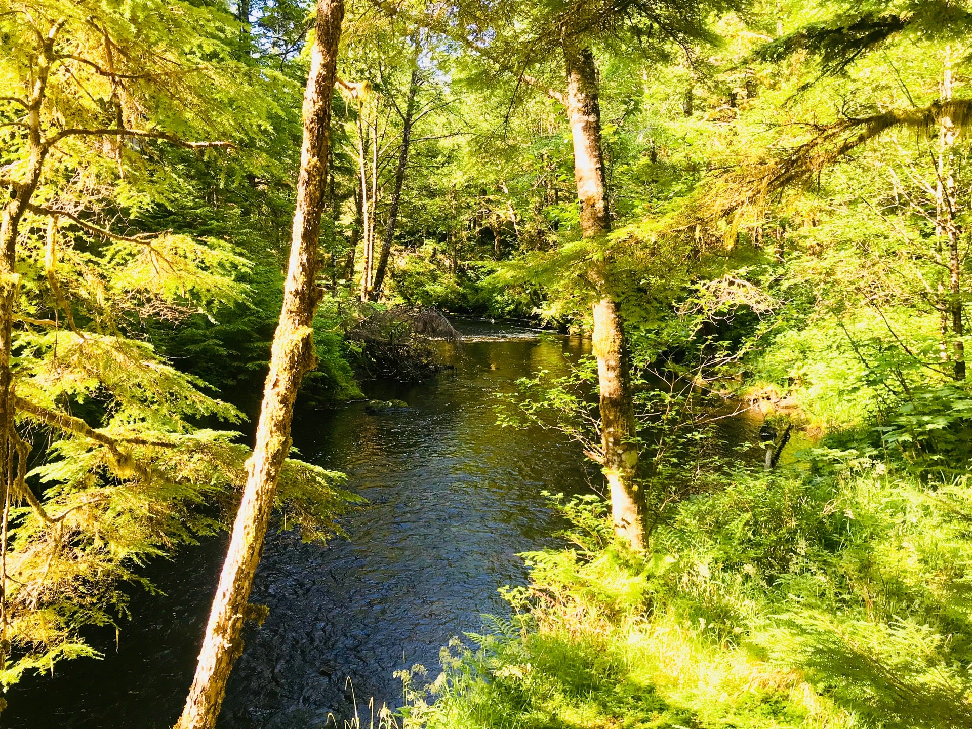 Ward Creek Trail, Revilla Rd, Ketchikan, AK, Outdoor Sports MapQuest