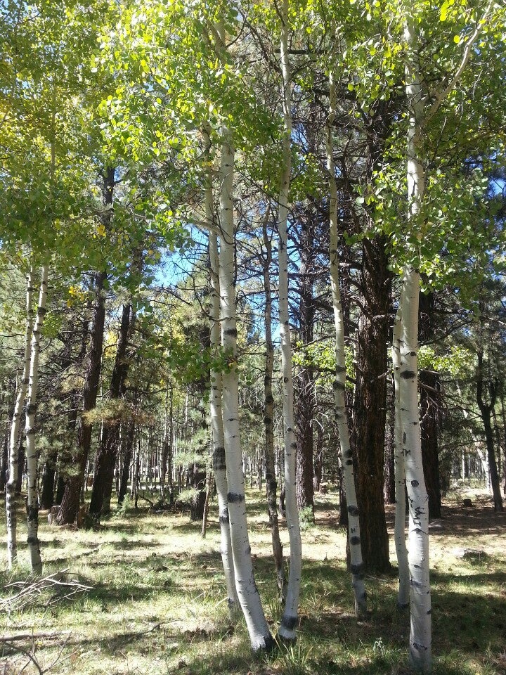 Aspen Corner, Flagstaff, AZ, Trail MapQuest