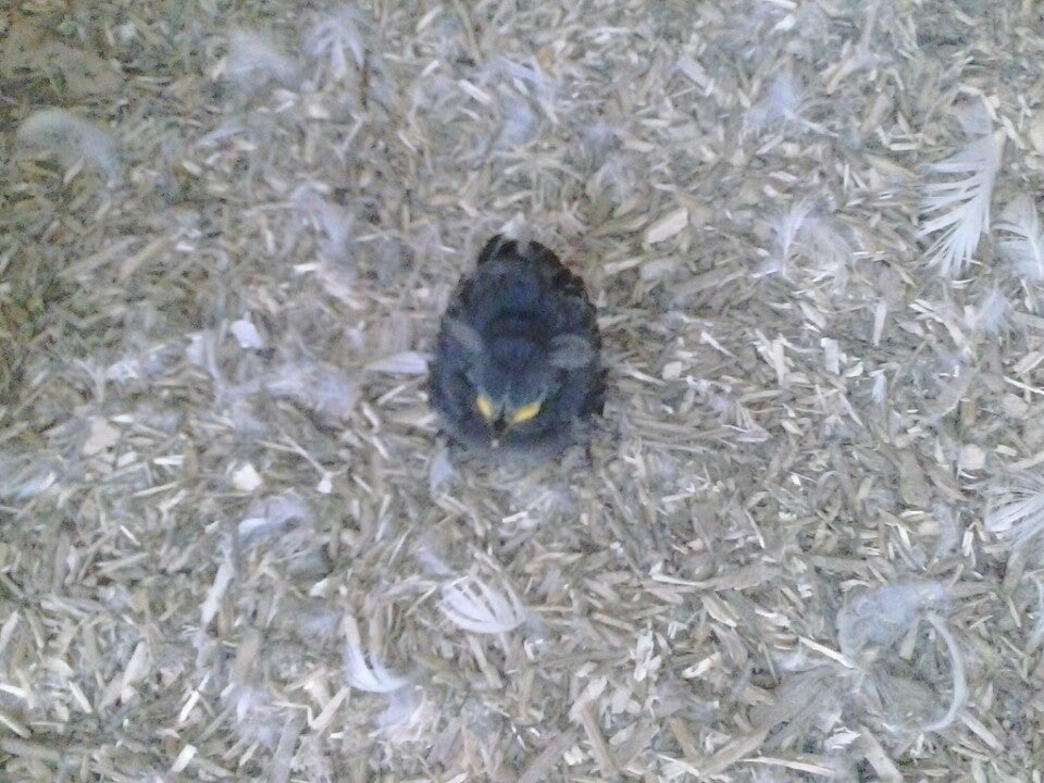 Culver's Duck Farm, 12215 County Road 10, Middlebury, IN MapQuest