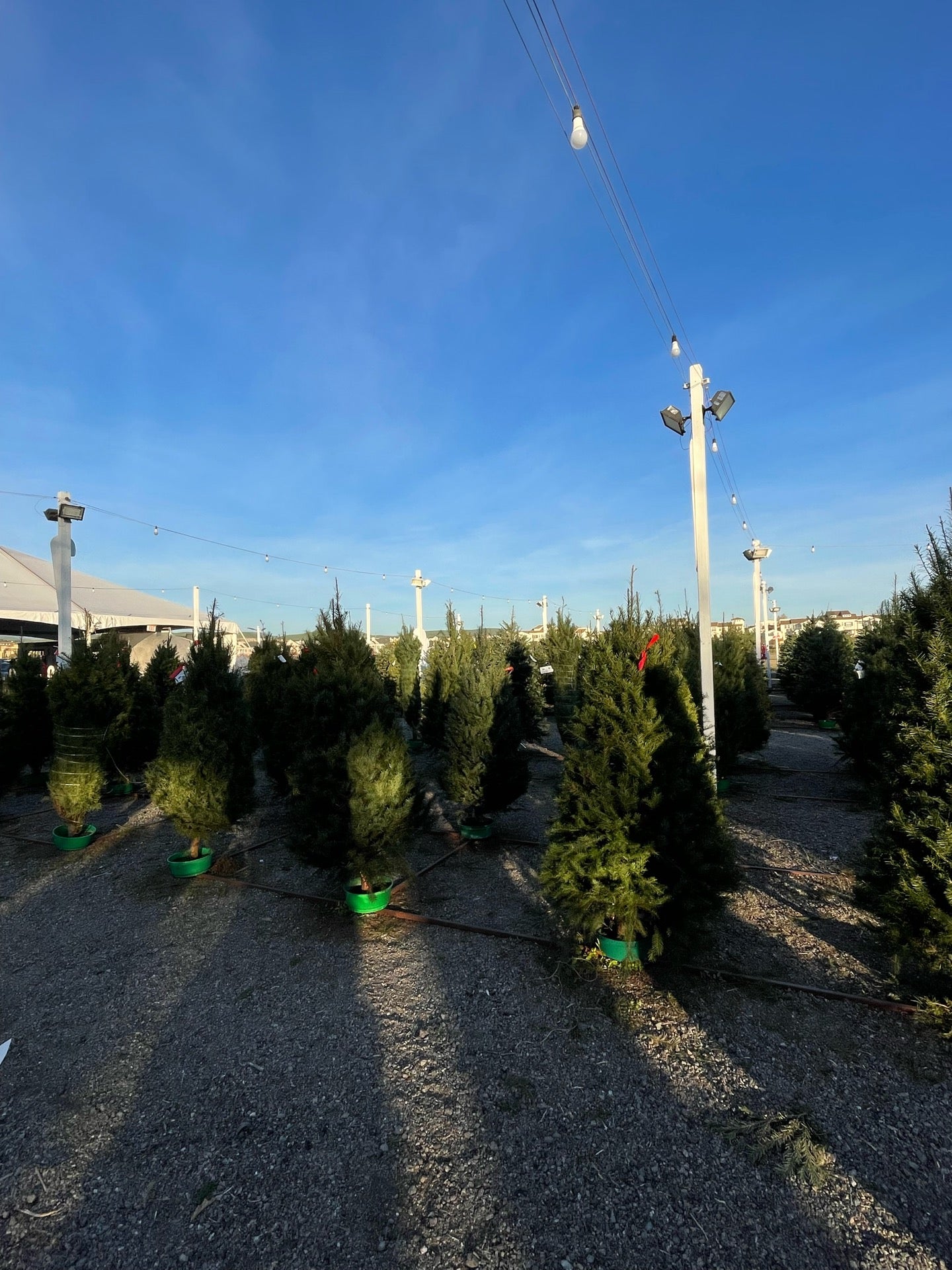Alpine Christmas Trees CLOSED, 4441 Tassajara Rd, Dublin, CA, Retail
