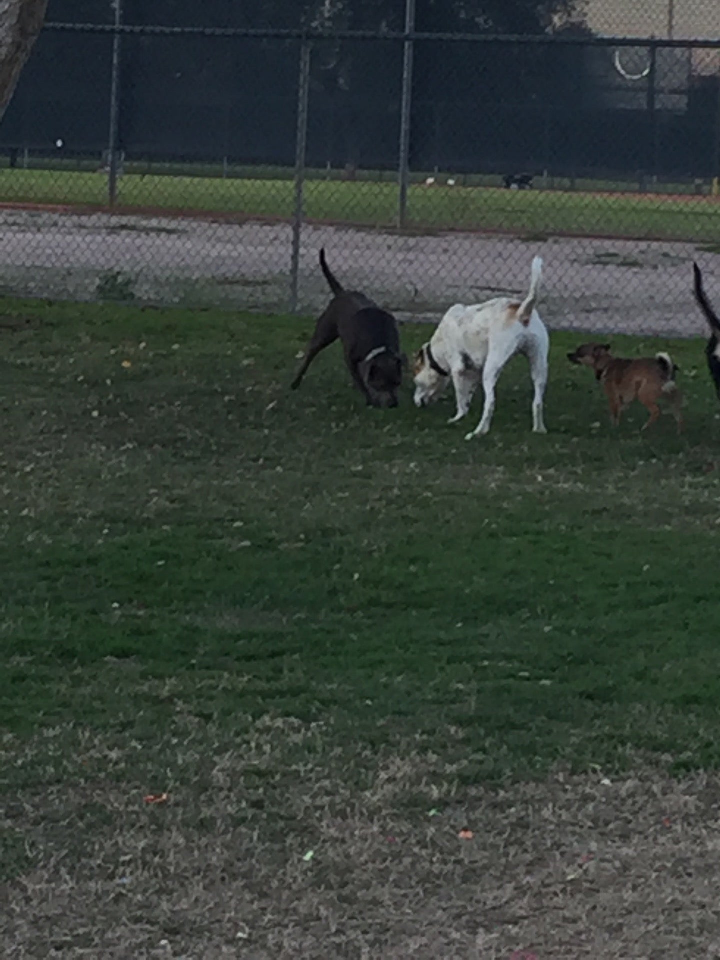 Rose Mofford Dog Park, 9625 N 25th Pl, Phoenix, AZ, Parks MapQuest