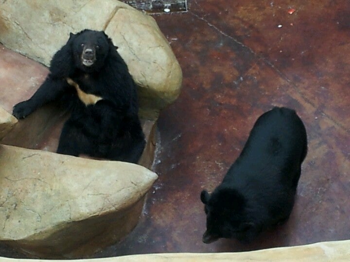 Pigeon Forge, TN - Three Bears General Store - Live Bears