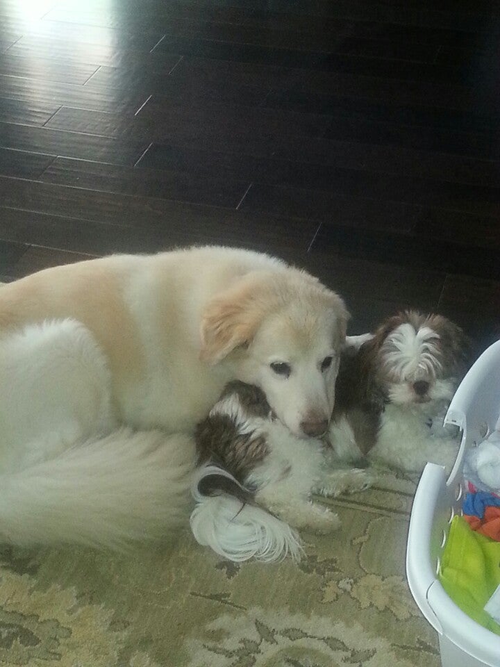 204 Animal Hospital, 15204 Abercorn St, Savannah, GA, Veterinarians