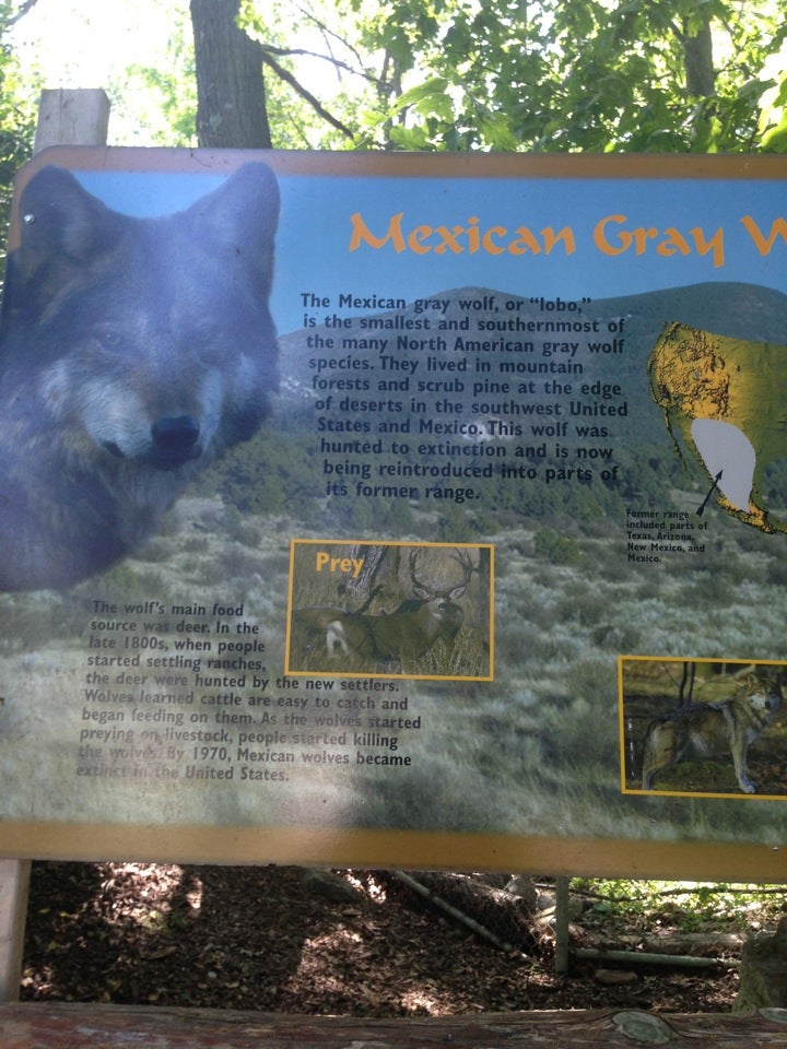 Mexican Gray Wolf, Stoneham, MA, Landmark MapQuest