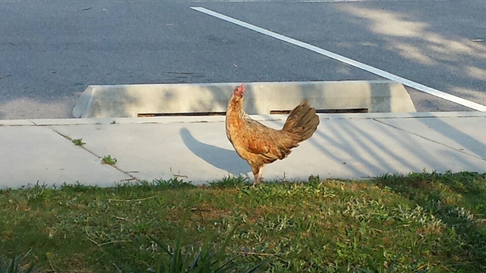 Freedom Dog Park, Valdosta, GA, Parks MapQuest