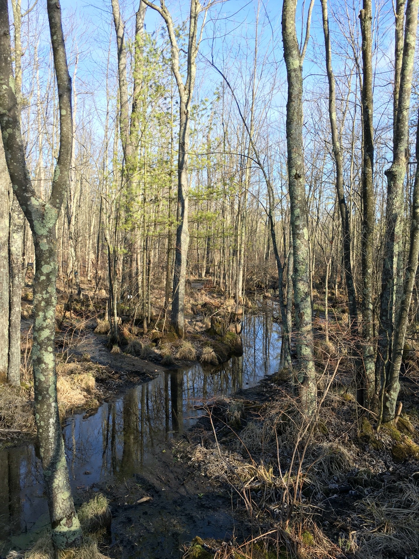 Sapsucker Woods Bird Sanctuary, 159 Sapsucker Woods Rd, Dryden, Town of, New York, Wildlife