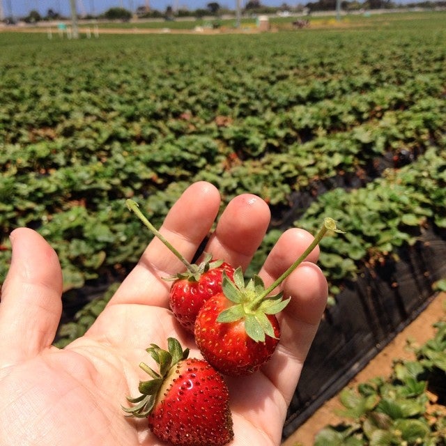 U Pick Carlsbad Strawberry Company Cannon Rd Carlsbad Ca Government Forestry Services Mapquest 7535