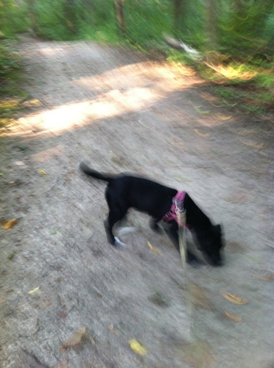 Almont, MI Map & Directions MapQuest