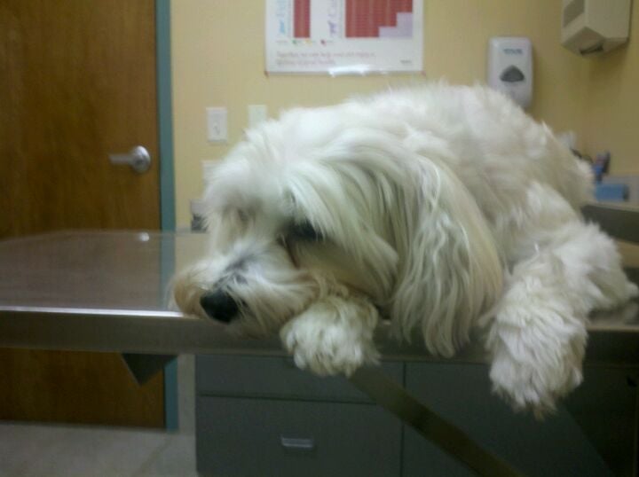 Huntley Veterinary Hospital, 10289 Vine St, Huntley, IL, Pet Supermarket - MapQuest Huntley Veterinary Hospital, 10289 Vine St, Huntley, IL, Pet Supermarket - MapQuest