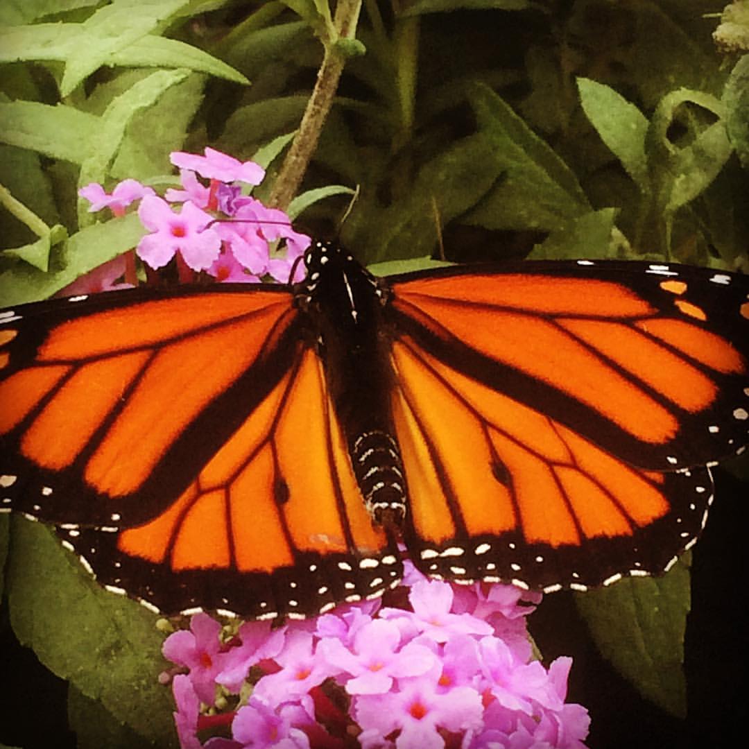 Grower's Outlet, 160 Cown Dr, Loganville, GA, Garden Centers MapQuest